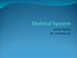 Animal Skeleton and External Anatomy