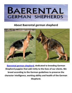 Baerental German Shepherd Puppies For Sale Houston Texas