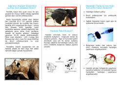 Sığırların Nodüler Ekzantemi (Lumpy Skin Disease) Nedir? Hastalık
