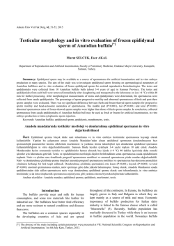 Testicular morphology and in vitro evaluation of frozen epididymal