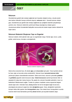 Solunum Solunum Sistemini Oluşturan Yapı ve Organlar