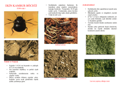 ekin kambur böceği - Ankara İl Gıda Tarım ve Hayvancılık Müdürlüğü