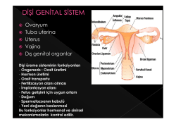 ® Ovaryum ® Tuba uterina ® Uterus ® Vajina ® Dış genital organlar