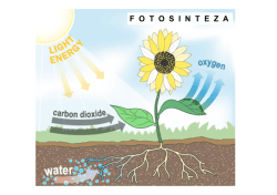 3. предавање - Фотосинтеза