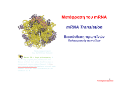 2. K29 Μετάφραση του mRNA