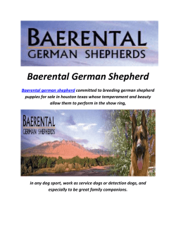Baerental German Shepherd Puppies For Sale In NH