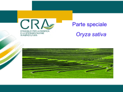 I controlli e la certificazione delle sementi di riso - CRA-SCS