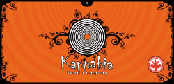 6 - Kannabia Seed Company