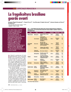 La fragolicoltura brasiliana guarda avanti - Ainfo