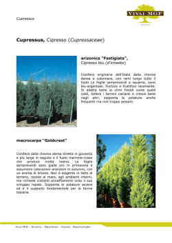 Cupressus - Cipresso
