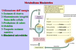Metabolismo Biosintetico