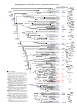 Actinopterygian time tree based on the whole mitochondrial genome