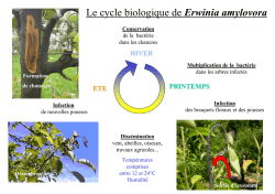 Le cycle biologique de Erwinia amylovora