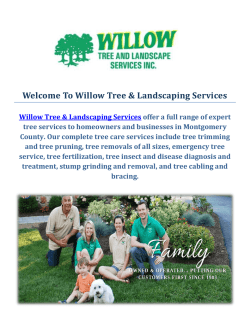 Tree Trimming Service by Willow Tree & Landscaping Services