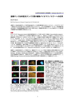 造礁サンゴ由来蛍光タンパク質の植物バイオテクノロジーへの応用（日本