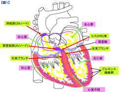 『心電計の製作』関連資料
