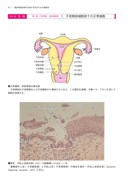 1．子宮頸部細胞診での正常細胞