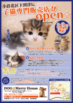 子猫専門販売店が 子猫専門販売店が - 北九州市小倉の女性専用の
