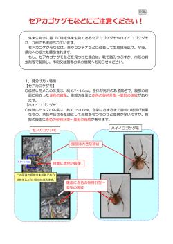 セアカゴケグモなどにご注意ください（PDF）