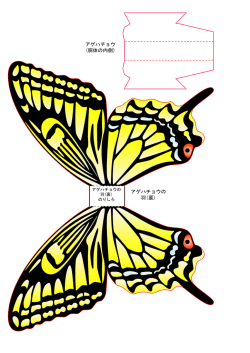 アゲハチョウの 羽(裏) アゲハチョウ (胴体の内側)