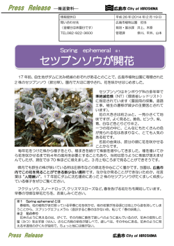 Spring ephemeral ※1 セツブンソウが開花（2014年2月19日）