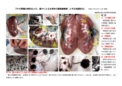 ブタの腎臓の解剖および、墨汁による糸球体の顕微鏡観察（2年生物選択