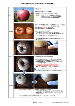 LOA応用栽培のリンゴと一般の栽培リンゴの比較実験