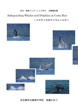 コスタリカのクジラとイルカ - アースウォッチ・ジャパン