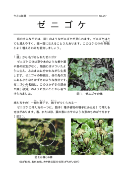 ゼニゴケ (PDF file