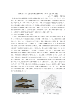 群馬県における新たな外来種(コウライギギ)と国内外来種