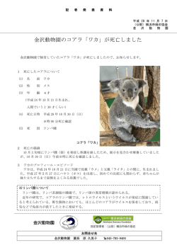コアラの「ワカ」 - 公益財団法人 横浜市緑の協会