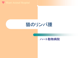 猫のリンパ腫 - ハート 動物病院
