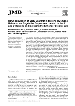 Down-regulation of Early Sea Urchin Histone H2A Gene Relies on
