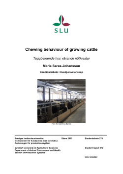 Chewing behaviour of growing cattle