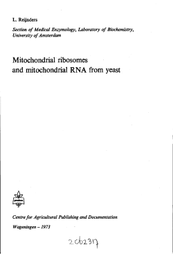 Mitochondrial ribosomes and mitochondrial RNA from yeast
