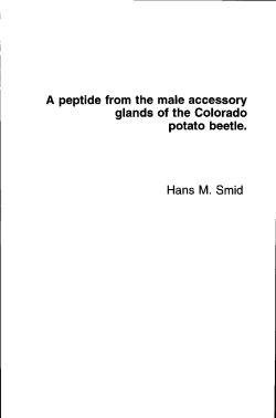 A peptide from the male accessory glands of the Colorado potato