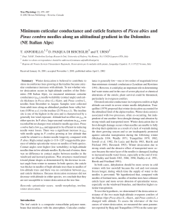 Minimum cuticular conductance and cuticle features of Picea abies