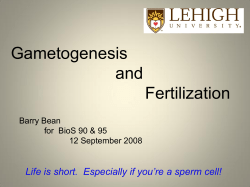 Gametogenesis and Fertilization