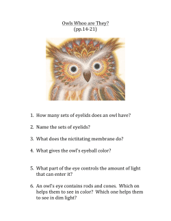 Owls Whoo are They? (pp.14-‐21) 1. How many sets of eyelids does