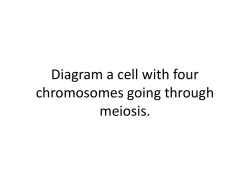 Diagram a cell with four chromosomes going through meiosis.