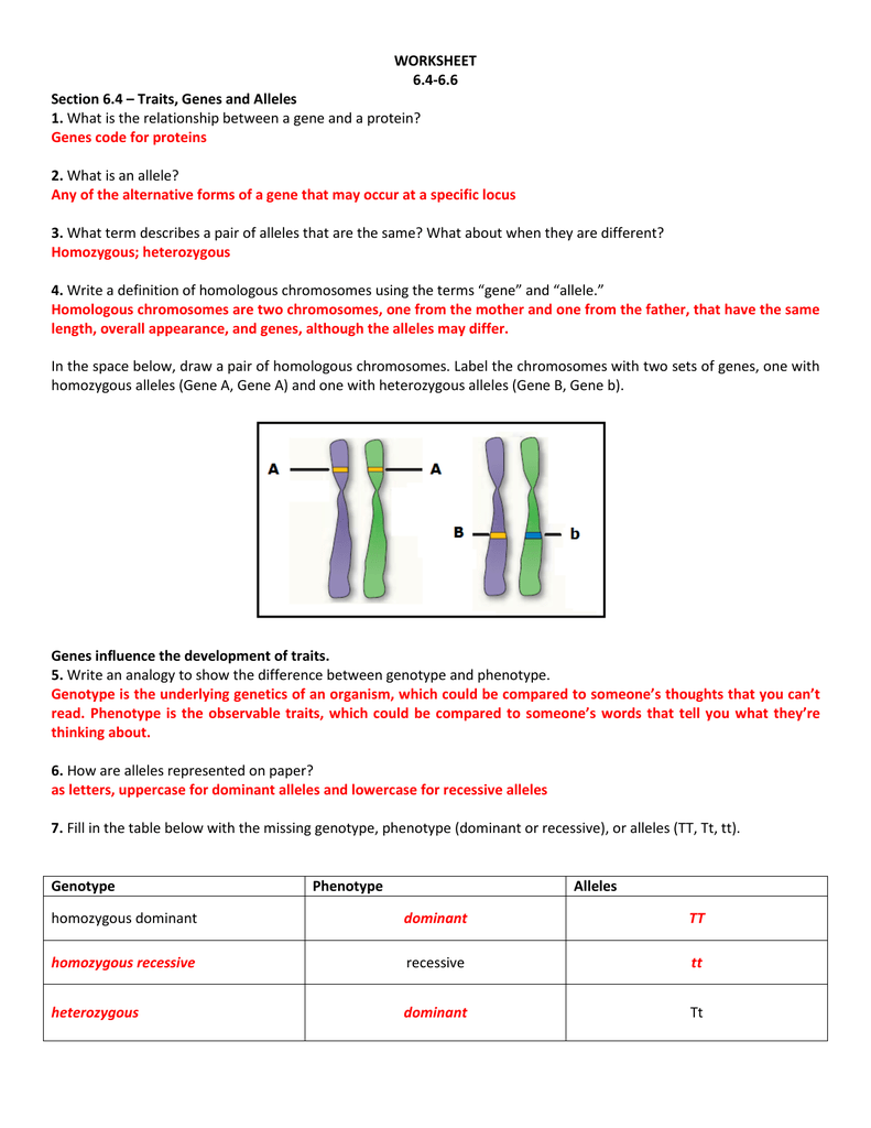 WORKSHEET 25.25-25.25 Section 25.25 – Traits, Genes and Alleles 25 - Mr Pertaining To Genotypes And Phenotypes Worksheet