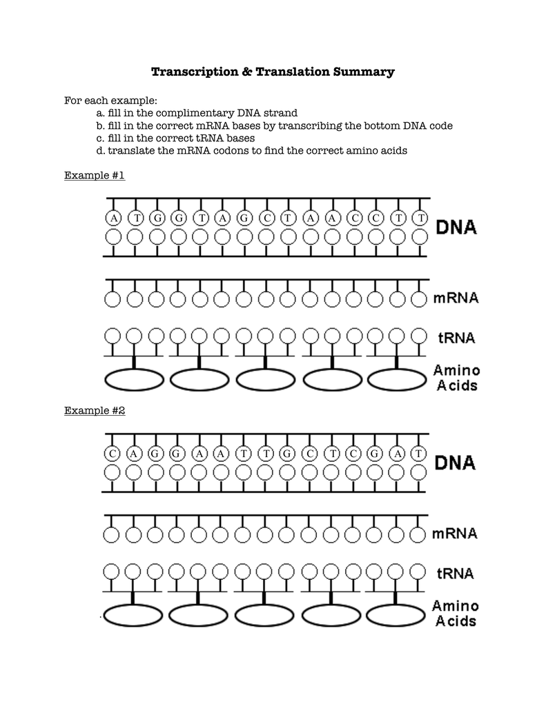 transcription translation practice worksheet Pertaining To Translation And Transcription Worksheet