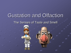 PPT Notes: Gustation (Taste) & Olfaction