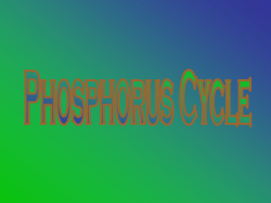 Phosphorus Cycle