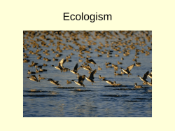 Shallow Ecology