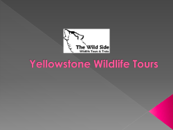 Yellowstone Park Vacation Packages
