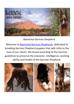 Baerental German Shepherd Puppies For Sale in Texas
