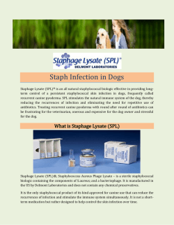Staph Infection in Dogs