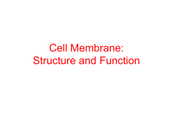 cell membrane structure