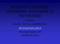 ruminant sindirim sistemi anatomisi ve fizyolojisi